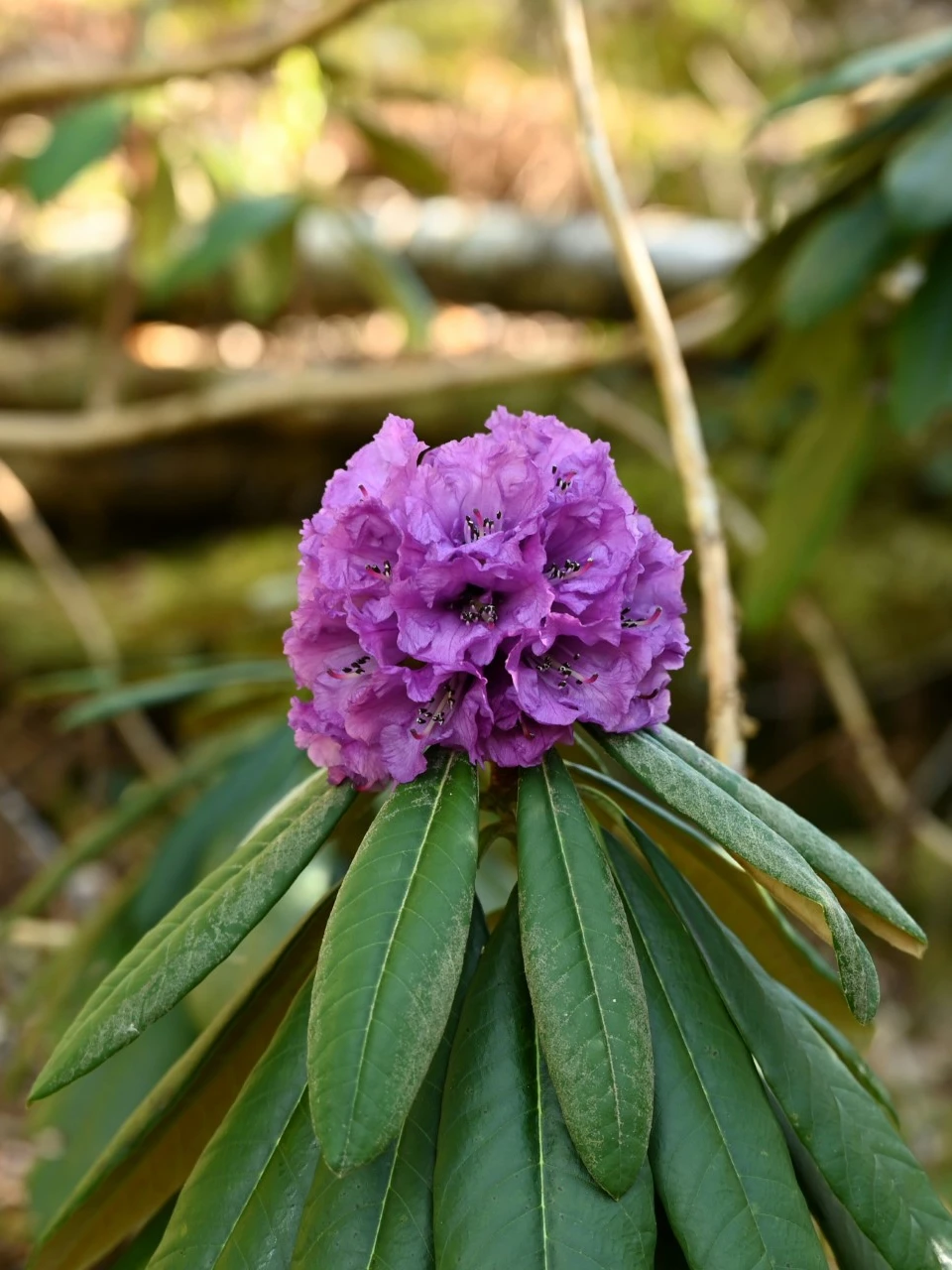 R. niveum